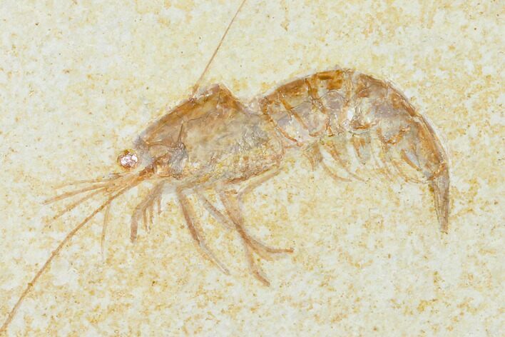 Detailed, Fossil Shrimp (Antrimpos) - Solnhofen Limestone #143795